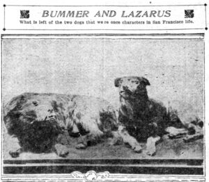 Bummer and Lazarus stuffed